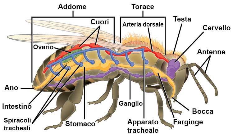 Un pò di anatomia capo addome torace Esoscheletro esterno 3 paia di zampe articolate al torace 2 paia di ali