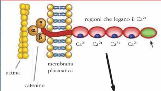 caderine Permettono l adesione diretta cellula-cellula Formano omodimeri (dimeri che legano dimeri corrispondenti sulla membrana della cellula adiacente, come i dentelli