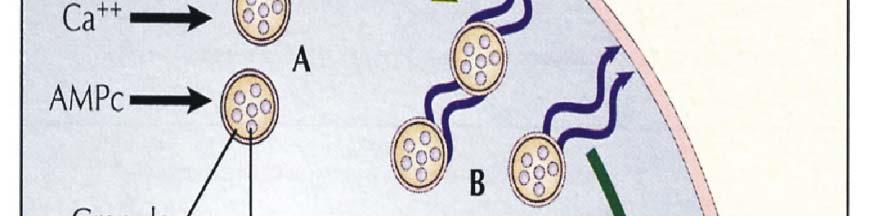 cellulare SECREZIONE REGOLATA: le vescicole