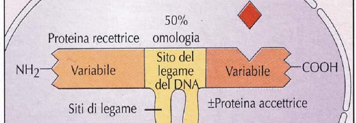 membrane cellulari legame a