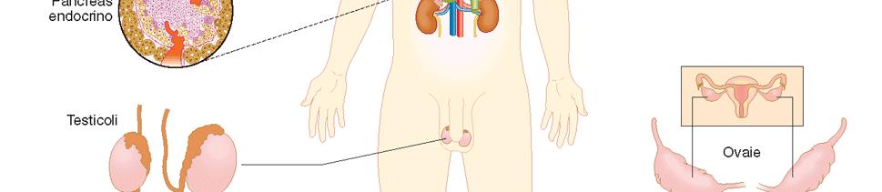 secretoria GHIANDOLE ENDOCRINE