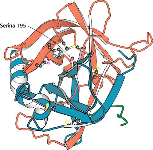 Triade catalitica: Ser 195, His 57, Asp