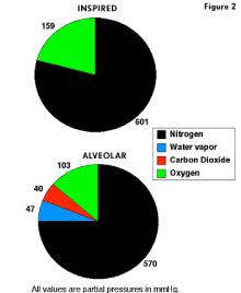 2 Trasporto di gas nel sangue In ogni condizione, il sangue che attraversa i polmoni, cede CO2 e assorbe O2.