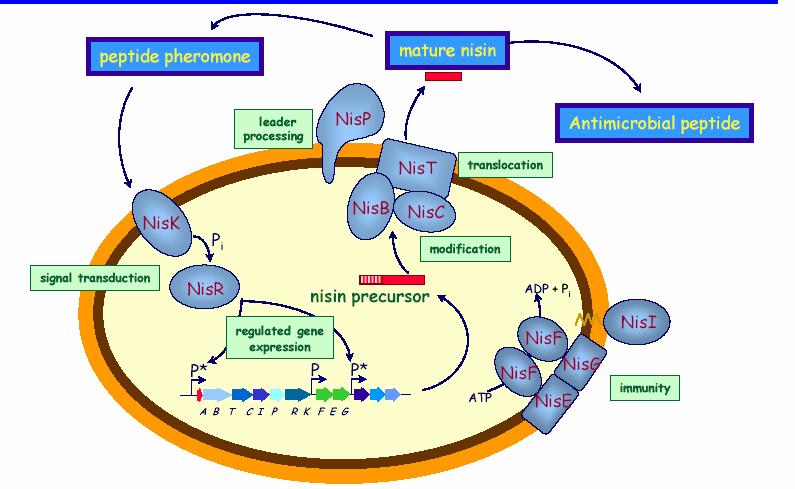 Se ricordiamo lo schema generale del QS in Gram+...possiamo comprendere il sistema di produzione e processamento della nisina!