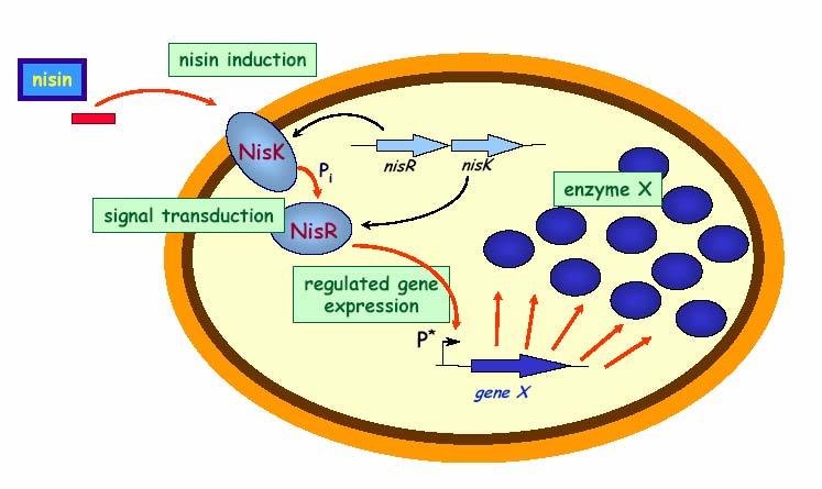 Nisin-controlled expression (NICE) Espressione di geni letali