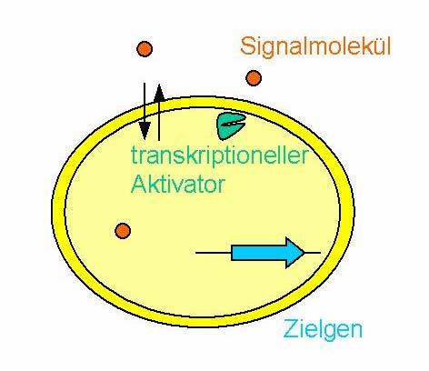 concentrazione cellulare Molecola segnale