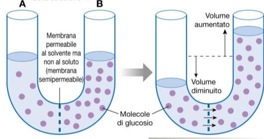 La permeabilità selettiva delle membrane biologiche dà origine a compartimenti (intracellulare e extracellulare) chimicamente e elettricamente differenti (disequilibrio chimico), ma con la