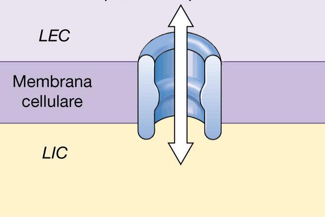 Canali Costituiscono un poro nella membrana che