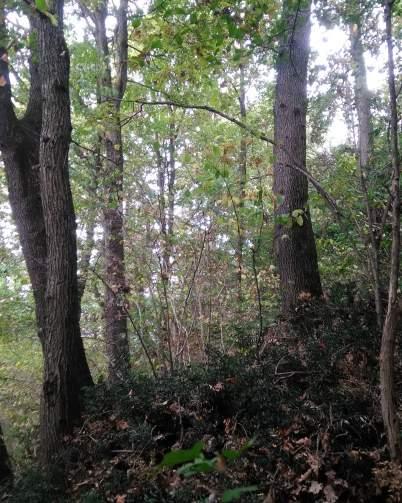 Sono boschi disomogenei con presenza abbondante, nel piano dominante, di farnie (nelle zone di basso versante) e di rovere lungo i pendii ( tipologia forestale dei querco-carpineto var.