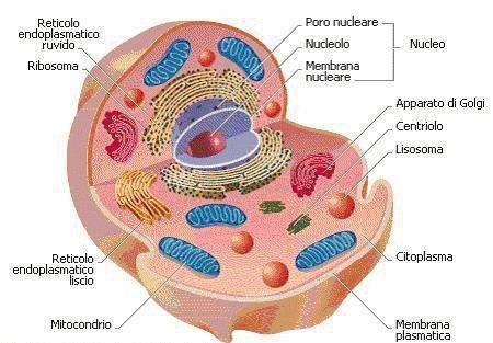 Cellula animale e vegetale La cellula animale e vegetale presentano tra loro importanti differenze: La cellula vegetale possiede anche una PARETE