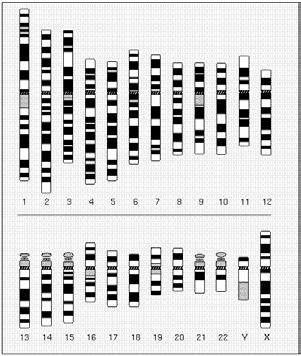 Mappatura citogenetica Bandeggiamento: C-banding D-banding G-banding N-banding T-banding Integrazione tra citogenetica e sequenze genomiche Il collegamento tra mappa