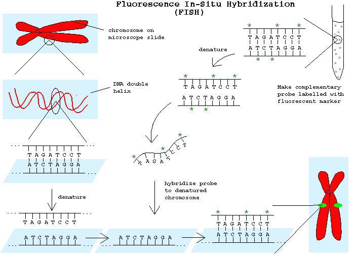 FISH: Trisomia del