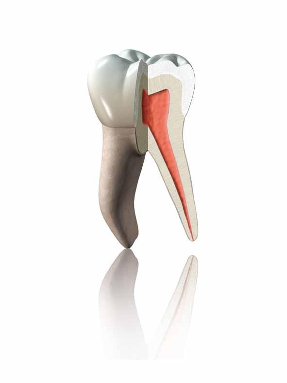 Esattamente come il dente Il perfetto composito da restauro è caratterizzato dalla combinazione delle proprietà del materiale stesso, in modo che sia il più possibile simile al dente.