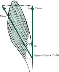 The pennation angle is the angle made between the fibers and the line of action of pull