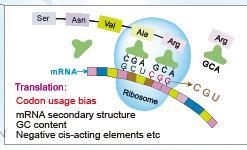 produzione di proteine eterologhe in E. coli (ad es. i codoni arginina AGA e AGG sono molto rari in E. coli, ma molto comuni negli eucarioti).