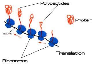 Step 2: dalla trascrizione alla proteina Gli enzimi