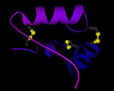 Soltanto il corretto appaiamento di residui di cisteina porta alla conformazione biologicamente attiva