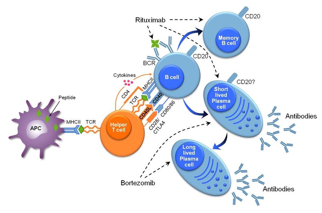 Bortezomib Adapted from Suhrad et al, 2012 Il Bortezomib, attraverso l inibizione del proteosoma, arresta il ciclo cellulare, inducendo l
