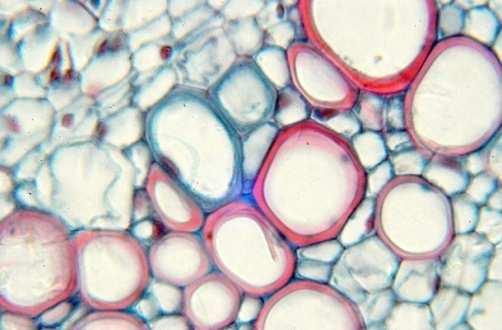 le cellule tutti gli organismi sono formati da cellule alcuni organismi sono formati da 1 sola cellula, e si chiamano unicellulari quelli formati da più cellule si chiamano pluricellulari le