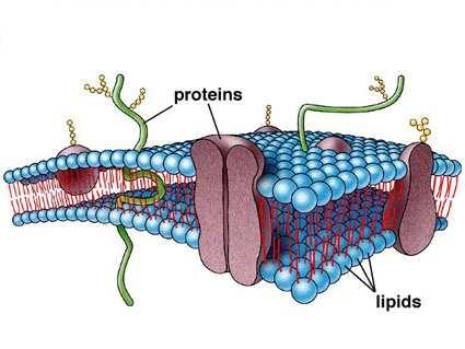 La membrana cellulare è costituita da un doppio strato di fosfolipidi, caratterizzati da una testa idrofila che riceve acqua e da una coda idrofoba che respinge l acqua le teste idrofile sono rivolte