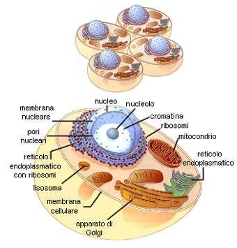 cellula eucariota animale è più grande della procariota, gli organuli sono protetti e separati da membrane in modo tale che ogni organulo possa avere reazioni chimiche differenti nello stesso momento