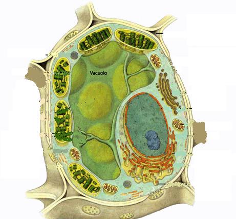 cellula eucariota vegetale è simile a quella animale ma presenta caratteristiche diverse perché compie azioni diverse La parete cellulare ad esempio è più robusta perché al contrario di quella
