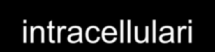 Fagi attivi contro batteri intracellulari Broxmeyer et al (J. Inf.Dis.