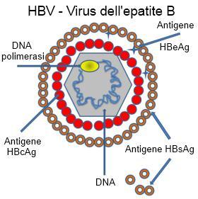 Epatite B Malattia trasmessa da Epadnavirus (HBV), piccolo virus a DNA, costituito da numerosi antigeni e molto resistente sia al calore sia ad alcuni disinfettanti Malattia a trasmissione