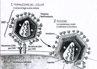 Da LE SCIENZE 402/febbraio 2002 Attacco del virus sulla