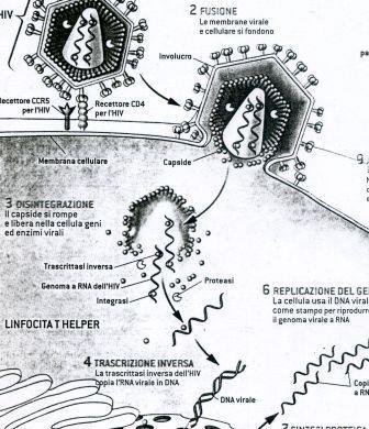 Da LE SCIENZE 402/febbraio 2002 Fusione