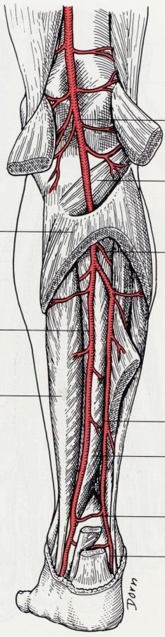 AOCP esame obiettivo Polsi arteriosi