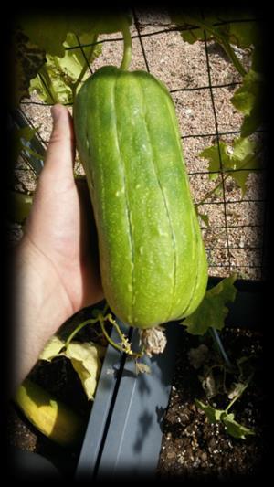 Costo della visita come da tariffario gruppi scolastici Laboratorio didattico Da zucca a spugna e merenda di benvenuto nel parco dell Acquario a cura della fattoria didattica