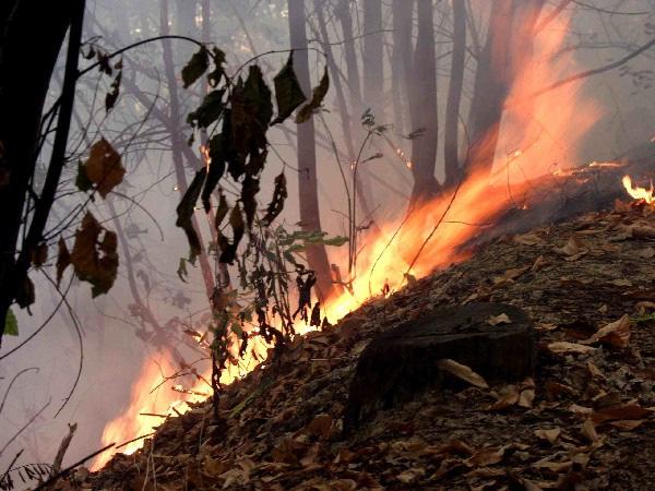 Gli incendi boschivi COMUNE DI