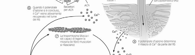 scheletrico e cardiaco