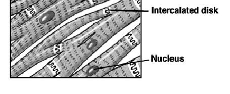 cellule vicine tramite le loro estremità per formare una rete complessa.