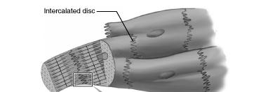 Esse sono costituite da membrane interdigitate collegate da desmosomi che mantengono unite tra