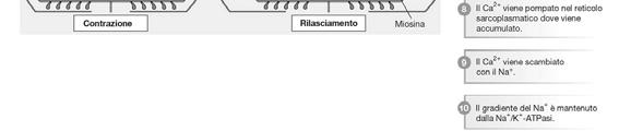 Il rilasciamento si verifica quando il calcio si stacca dalla troponina a seguito della diminuzione della concentrazione di calcio citosolico libero 6.