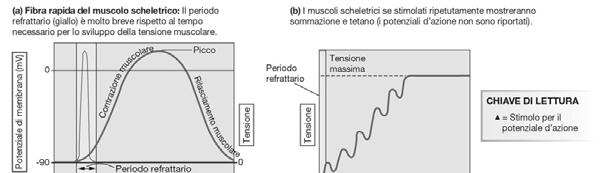 durata del potenziale d azione miocardico.