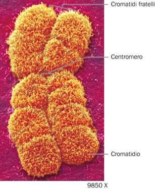 I cromosomi eucariotici sono visibili durante la divisione cellulare Quando una cellula eucariotica non è in divisione, il DNA presente in un cromosoma si trova in