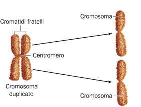 I cromosomi eucariotici sono visibili durante la divisione cellulare Ciascuna specie di organismo ha un numero cromosomico caratteristico.