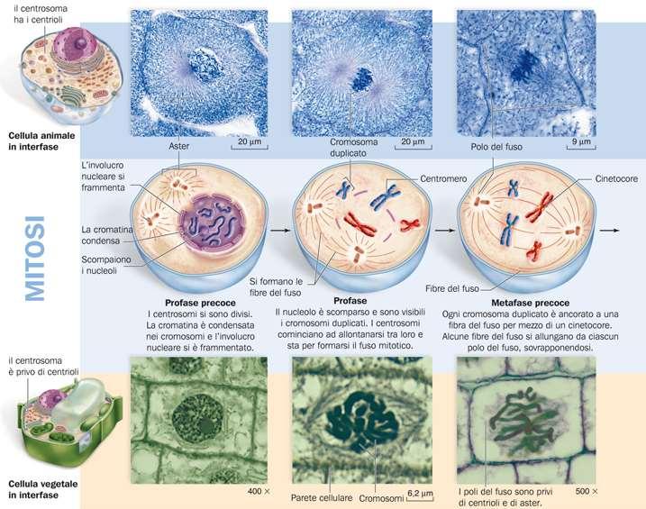 Le fasi della mitosi nella cellula animale (in