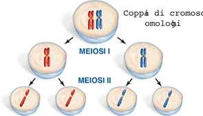 La meiosi prevede due cicli di divisioni Le quattro fasi tipiche della mitosi (profase, metafase, anafase e telofase) si possono evidenziare sia nella meiosi I sia nella