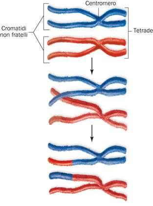 Il crossing-over I cromatidi non fratelli della tetrade talvolta si scambiano materiale genetico, un evento