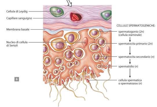 L apparato genitale maschile La spermatogenesi è il processo in cui gli spermatidi