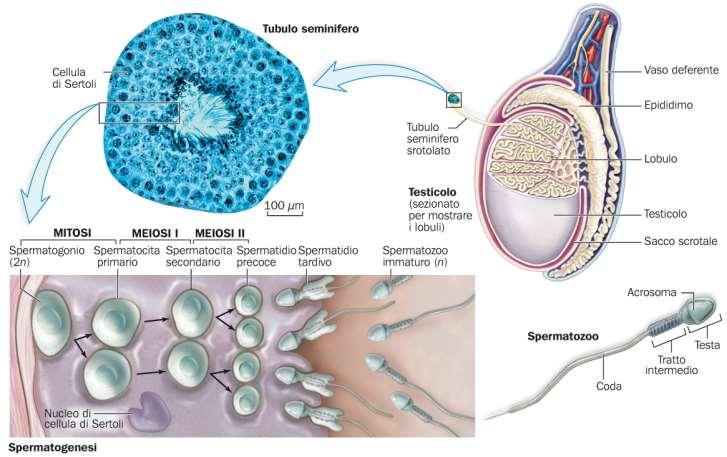 L apparato genitale maschile Il testicolo è composto da compartimenti chiamati lobuli, ciascuno