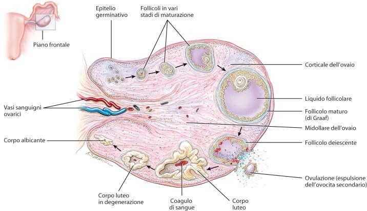 Le ovaie sono un paio di organi che producono le cellule uovo e ormoni quali progesterone, estrogeni.