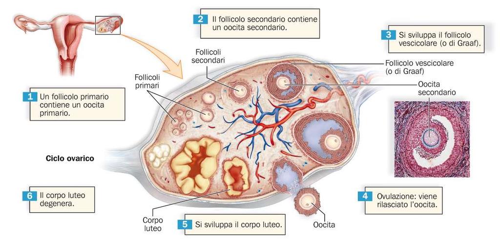 Nelle ovaie si formano gli oociti e si producono ormoni sessuali femminili Un oocita viene prodotto quando un follicolo dell ovaia si trasforma