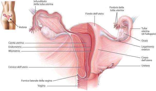 L apparato genitale femminile Ai lati dell utero si trovano due tube uterine (o di