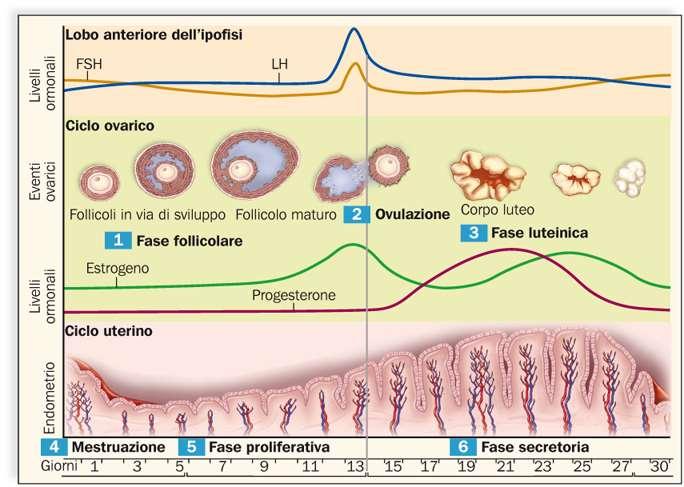 Il ciclo riproduttivo femminile L andamento dei livelli degli