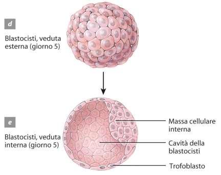 Successivamente tale sferula prende il nome di blastocisti dove è possibile distinguere una massa cellulare interna, da cui